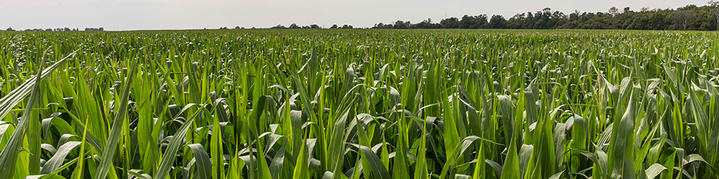 BASF | Product Profile - Frontier Max